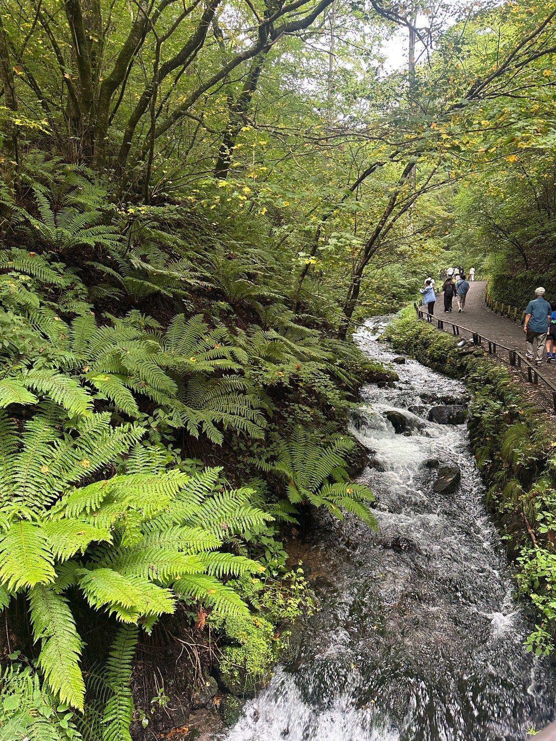 滝つぼと苔むした岩